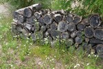 ZOOM on Gardens and Biodiversity: simple tips to promote biodiversity at home
