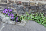 ZOOM on Sauvages de ma rue 2022