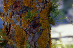 READ ELSEWHERE : Lichens, scientific treasure and environmental sentinels